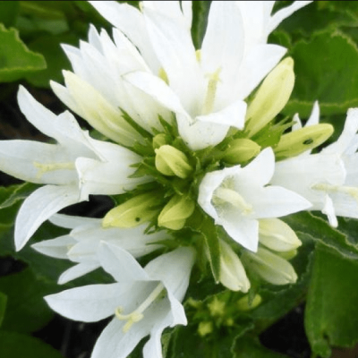 Колокольчик гломерата Генти Вайт , x Колокольчик гломерата Генти Вайт , x фото