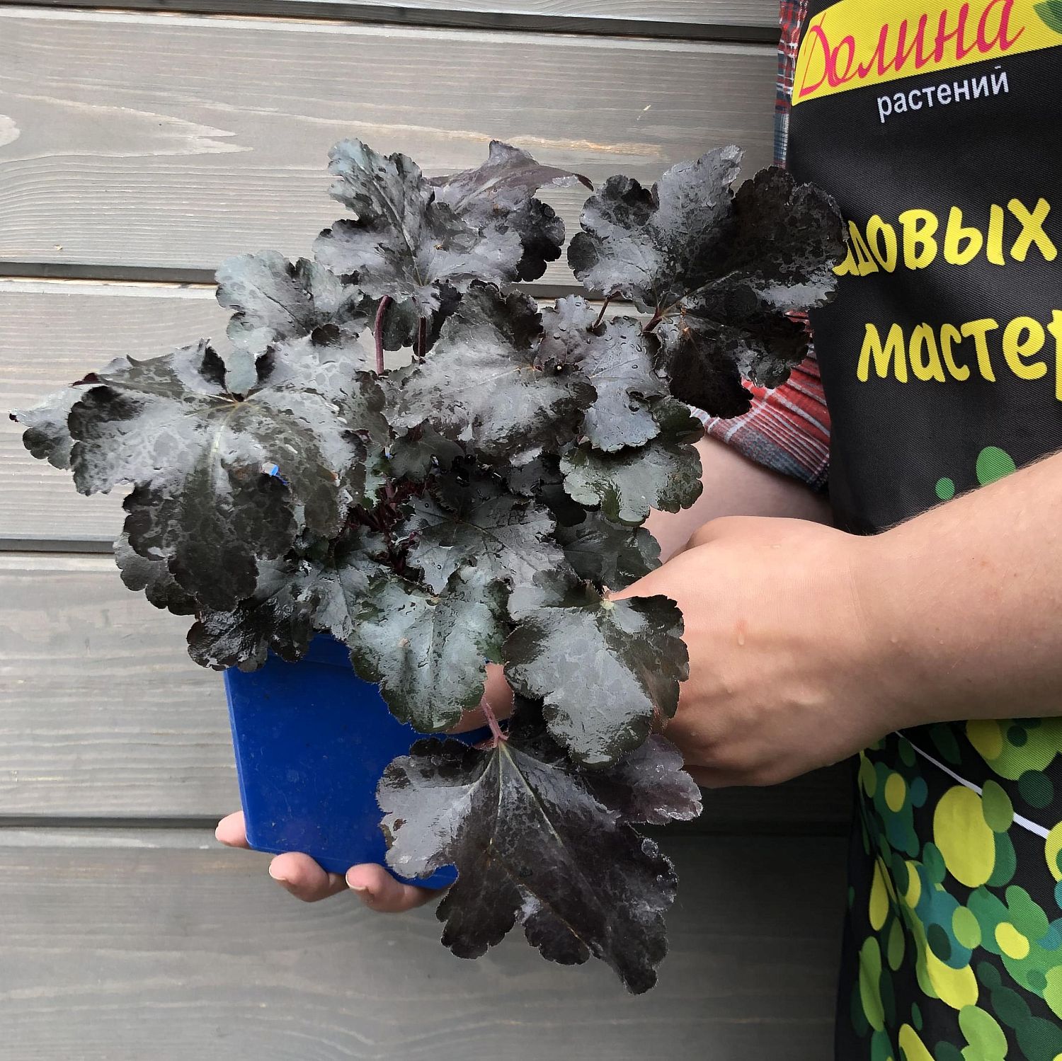 Гейхера Блэк Перл , С1,5 Гейхера Блэк Перл , С1,5 фото