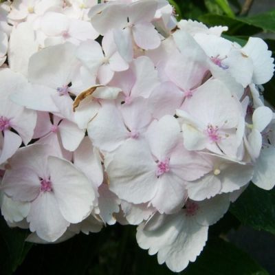 гортензия крупнолистная Мадам Эмиль Мулье, С2 гортензия крупнолистная Мадам Эмиль Мулье, С2 - Dolina-Sad.Ru