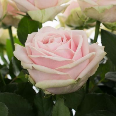 Роза Свит Аваланш Роза Свит Аваланш - Dolina-Sad.Ru