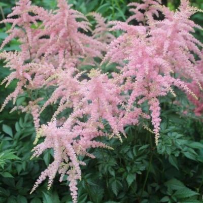 Астильба Брессингем Бьюти Астильба Брессингем Бьюти - Dolina-Sad.Ru