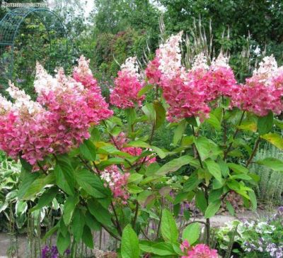 Гортензия метельчатая Пинки Винки, С5 - Dolina-Sad.Ru