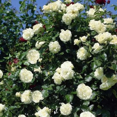 Роза Шневалцер Роза Шневалцер - Dolina-Sad.Ru