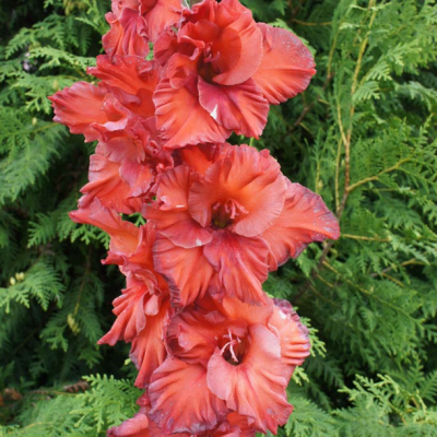 Гладиолус Пилигрим Гладиолус Пилигрим - Dolina-Sad.Ru