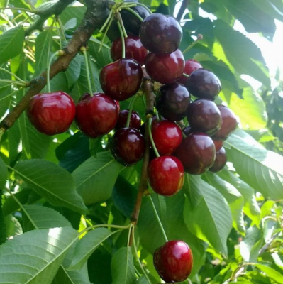 Черешня Мичуринская поздн. Черешня Мичуринская поздн. фото