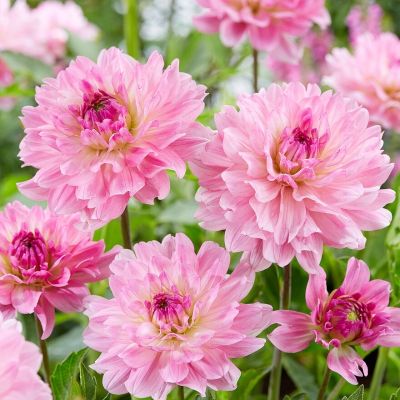 Георгина Гарден Сэнсэйшн Георгина Гарден Сэнсэйшн - Dolina-Sad.Ru