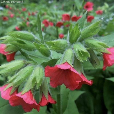 Медуница красная Бовлес Ред Медуница красная Бовлес Ред - Dolina-Sad.Ru