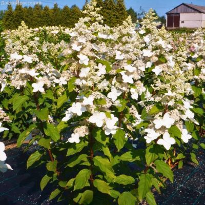 Гортензия метельчатая Мустила, С7,5 - Dolina-Sad.Ru