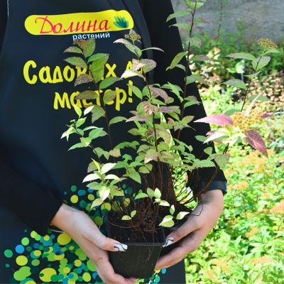 Спирея японская Файерлайт, С1 Спирея японская Файерлайт, С1 - Dolina-Sad.Ru