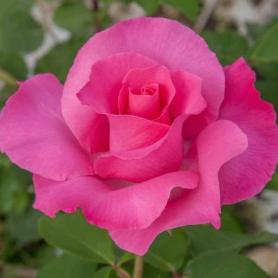 Роза Европа в горшке - Dolina-Sad.Ru