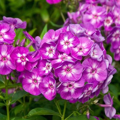 Флокс Лаура Флокс Лаура фото