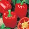 Перец сладкий Здоровяк (А) Перец сладкий Здоровяк (А) фото