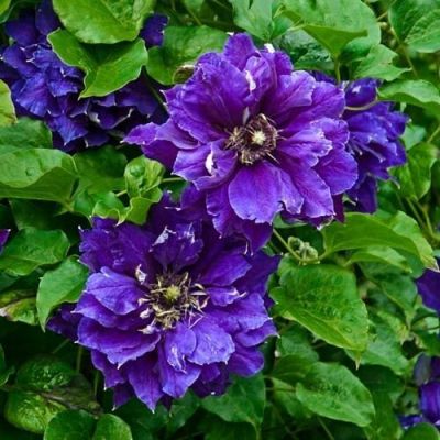 Клематис Шин-Шигоку Клематис Шин-Шигоку фото