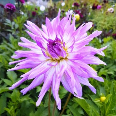 Георгина Мингус Рэнди Георгина Мингус Рэнди фото