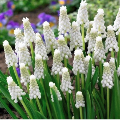 Мускари Сибериан Тайгер Мускари Сибериан Тайгер - Dolina-Sad.Ru