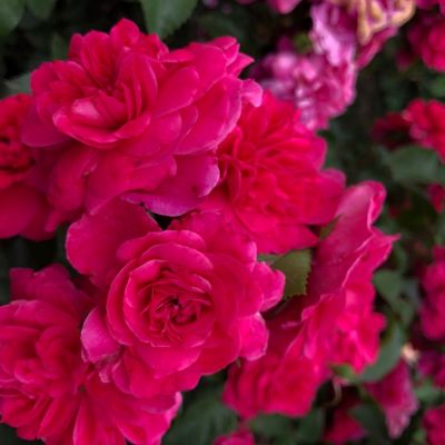 Роза Сангрия Роза Сангрия - Dolina-Sad.Ru