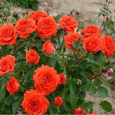 Роза Оранж Беби Роза Оранж Беби - Dolina-Sad.Ru