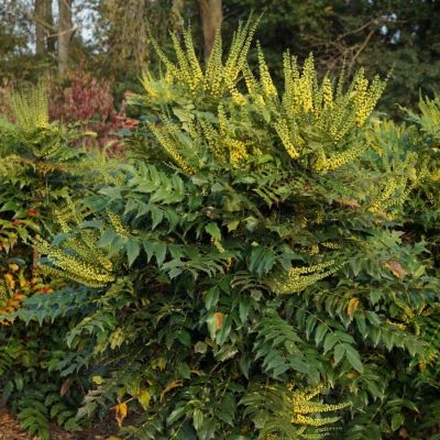 Магония Винтер Сан - Dolina-Sad.Ru