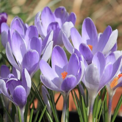 Крокус Вангуард Крокус Вангуард фото