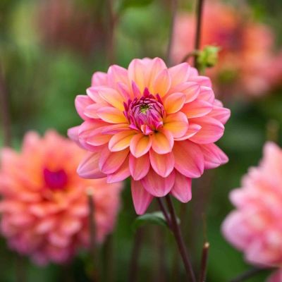 Георгина Грейт Сайленс Георгина Грейт Сайленс - Dolina-Sad.Ru