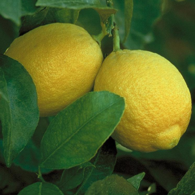 Лимон Павловский Лимон Павловский фото