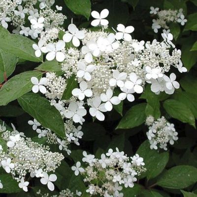 Гортензия метельчатая Мустила, С7,5 - Dolina-Sad.Ru