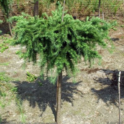 Лиственница европейская Литл Богл Лиственница европейская Литл Богл - Dolina-Sad.Ru