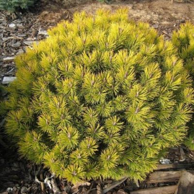 Сосна Горная Офир фото