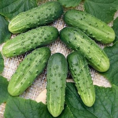 Огурец Лилипут F1 пикуль автор. Огурец Лилипут F1 пикуль автор. - Dolina-Sad.Ru