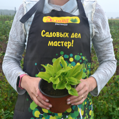 Хоста Велвет Мун Хоста Велвет Мун - Dolina-Sad.Ru