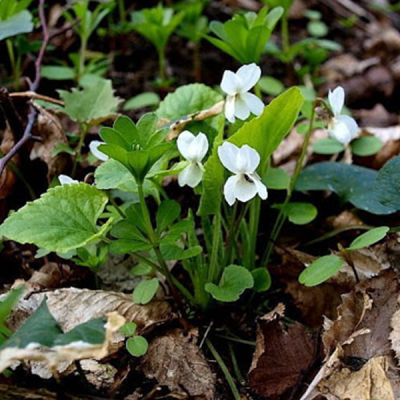 Фиалка сестринская "Альба" фото