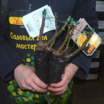 Роза Авек Амор - Dolina-Sad.Ru