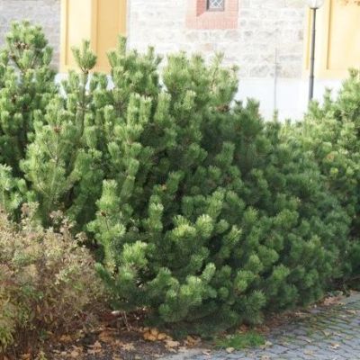 Сосна Горная, С3 - Dolina-Sad.Ru