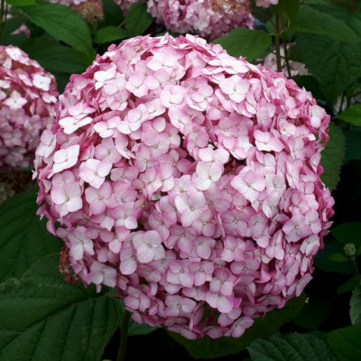 Гортензия древовидная Кендибель Бабл Гам Гортензия древовидная Кендибель Бабл Гам фото