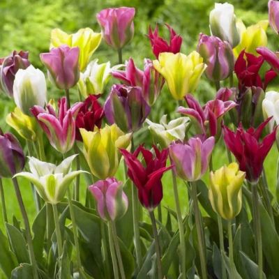 Микс тюльпанов Виридифлора фото