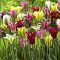 Микс тюльпанов Виридифлора фото