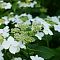 Гортензия крупнолистная Ланарт Уайт, С2 Гортензия крупнолистная Ланарт Уайт, С2 - Dolina-Sad.Ru