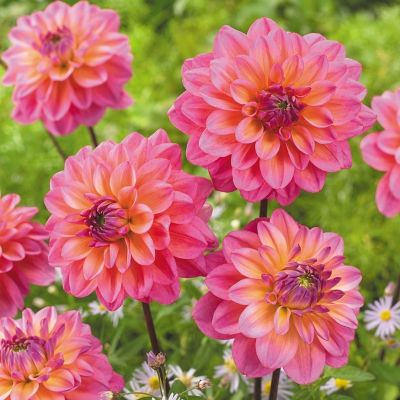 Георгина Грейт Сайленс Георгина Грейт Сайленс - Dolina-Sad.Ru