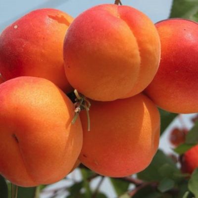 Абрикос Фаворит Абрикос Фаворит - Dolina-Sad.Ru