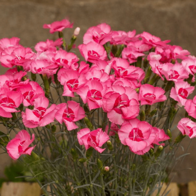 Гвоздика Энджел оф Хоуп , С1,5 Гвоздика Энджел оф Хоуп , С1,5 фото