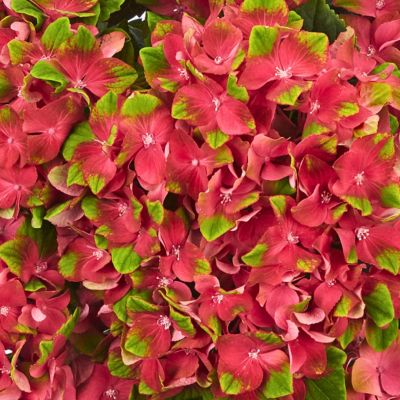 Гортензия крупнолистная Глосси Липс - Dolina-Sad.Ru