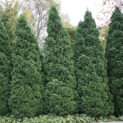 Туя западная Холмструп, С2 Туя западная Холмструп, С2 - Dolina-Sad.Ru