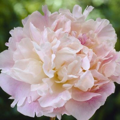 Пион Леди Александр Дафф - Dolina-Sad.Ru