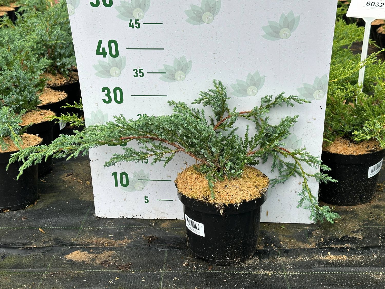 Можжевельник чешуйчатый Блю Карпет, С3 Можжевельник чешуйчатый Блю Карпет, С3 - Dolina-Sad.Ru