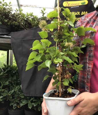 Клематис Руран Клематис Руран фото