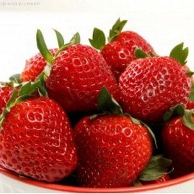 Клубника Флориан F1 фото