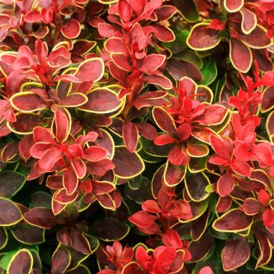 Барбарис Тунберга Чикита Барбарис Тунберга Чикита - Dolina-Sad.Ru