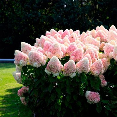 Гортензия метельчатая Расберри Пинк С3 Гортензия метельчатая Расберри Пинк С3 - Dolina-Sad.Ru