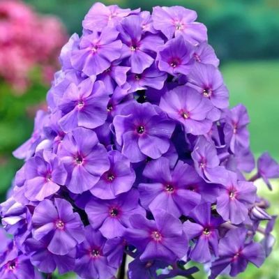 Флокс метельчатый Аметист Флокс метельчатый Аметист фото