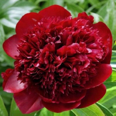 Пион Леди ин Ред - Dolina-Sad.Ru